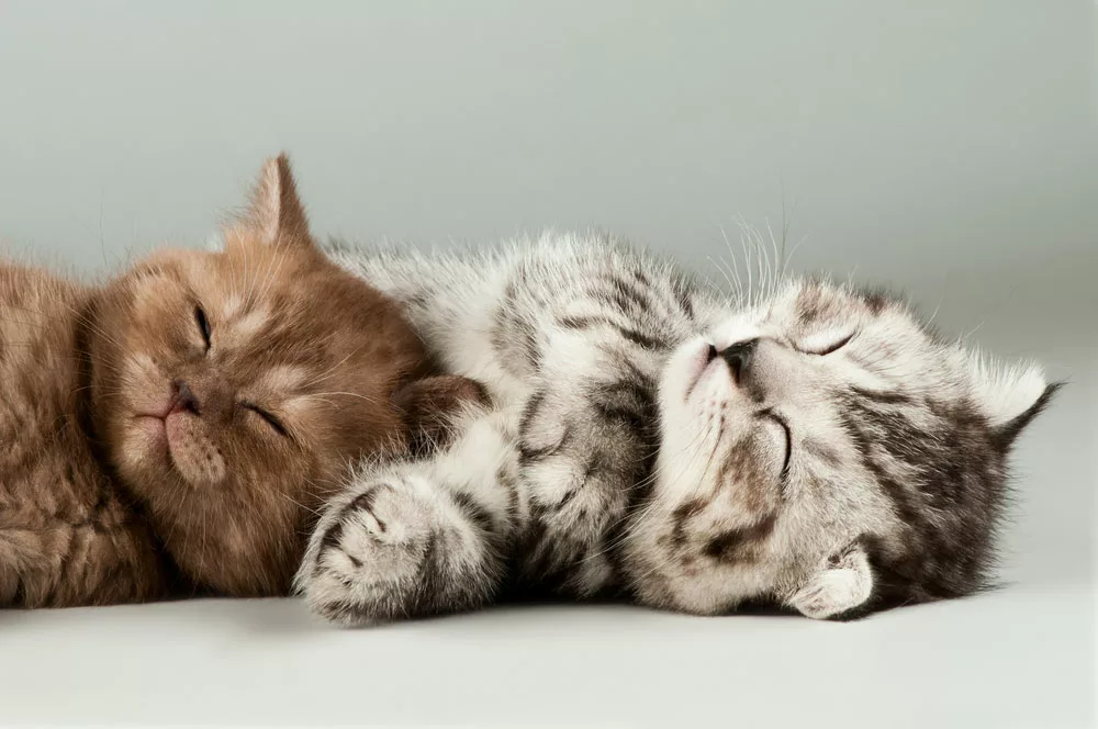 Two sleepy cats