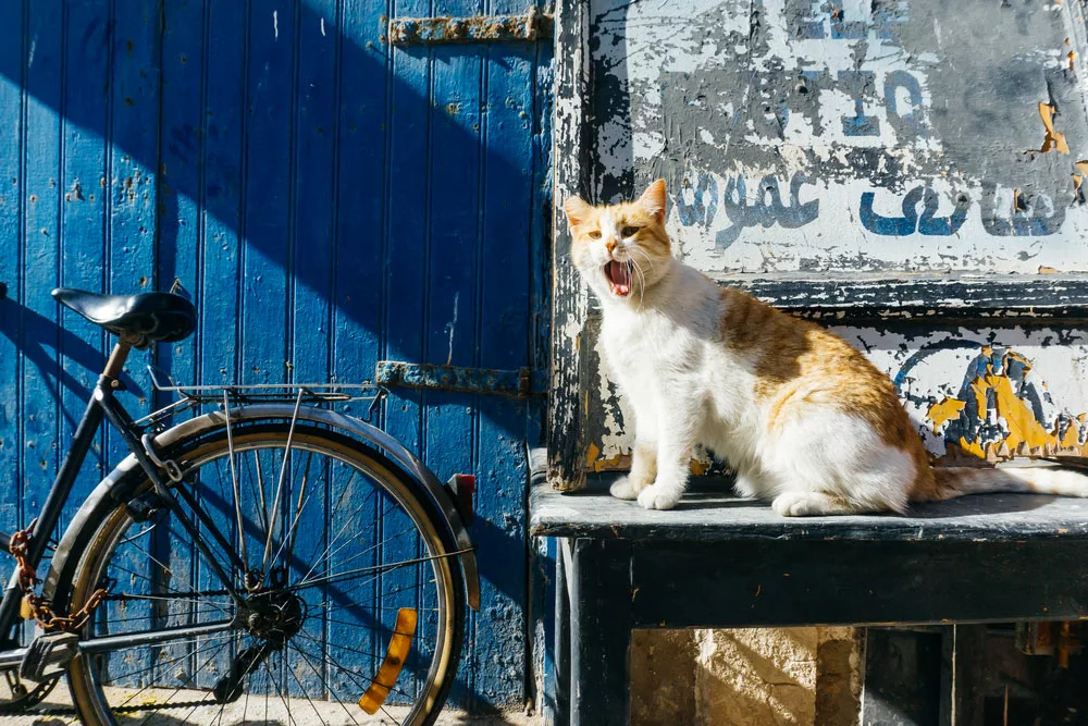 How Good Are Cats’ Memories: A cat in the street