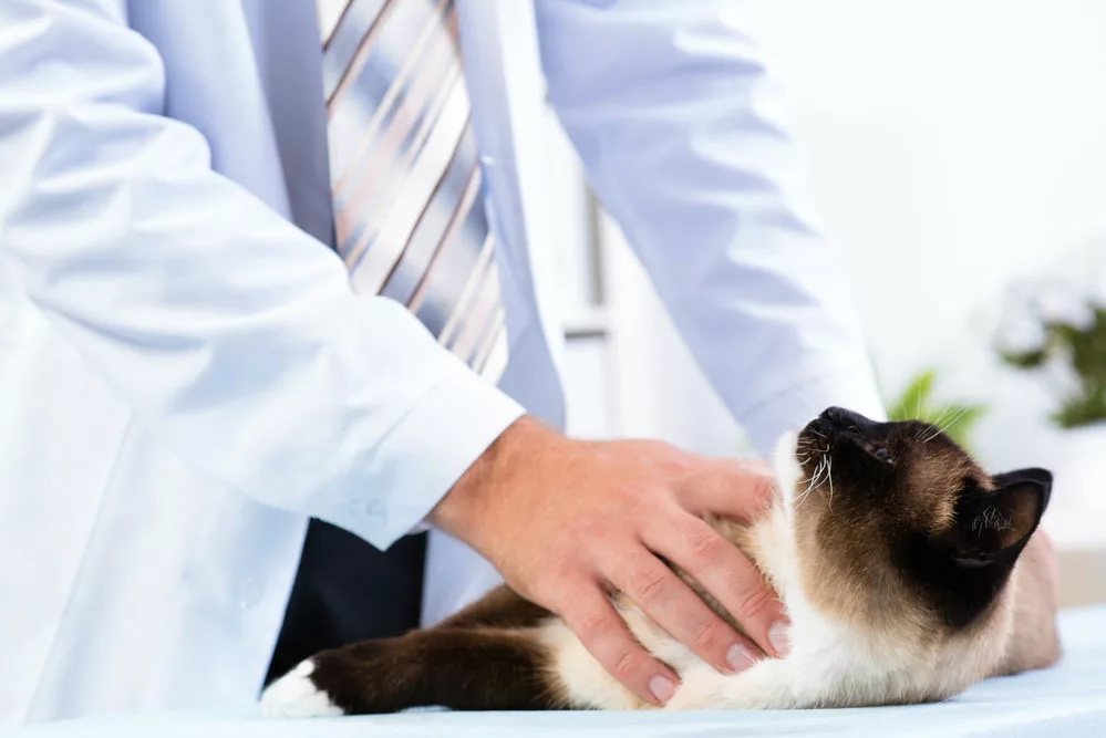 The vet gave the cat a physical examination