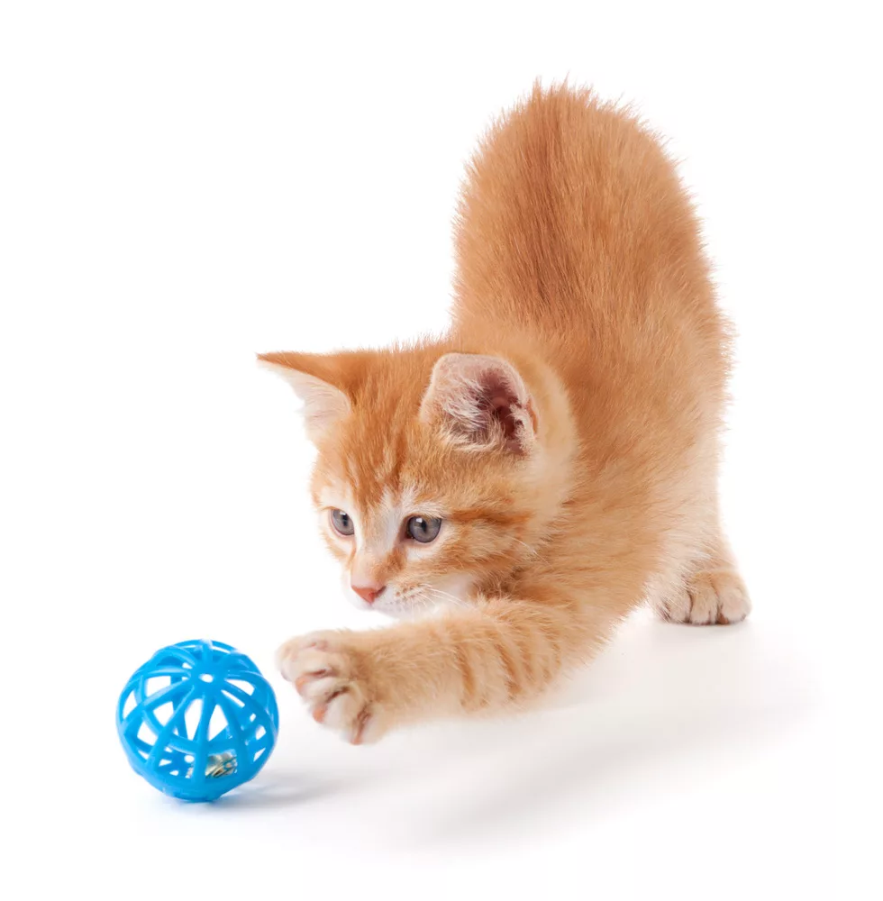 The cat is playing with a ball