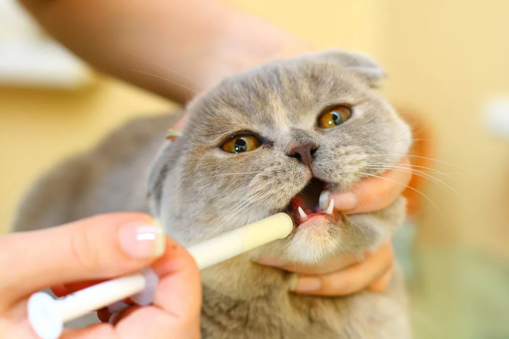 A sick cat The vet is examining the cat's teeth