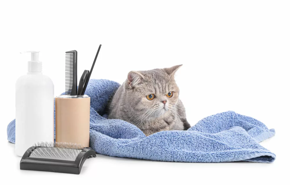 The right cat grooming tools