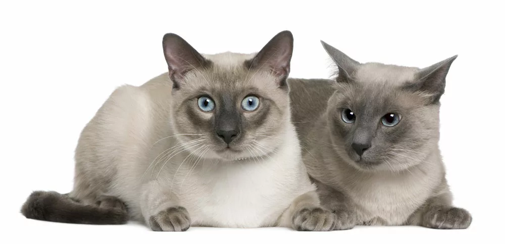 siamese cats, 3 and 8 months old