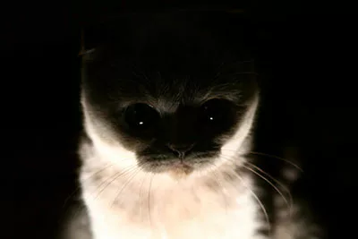 cat in darkness