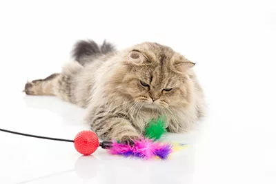 A cat is playing with a toy.