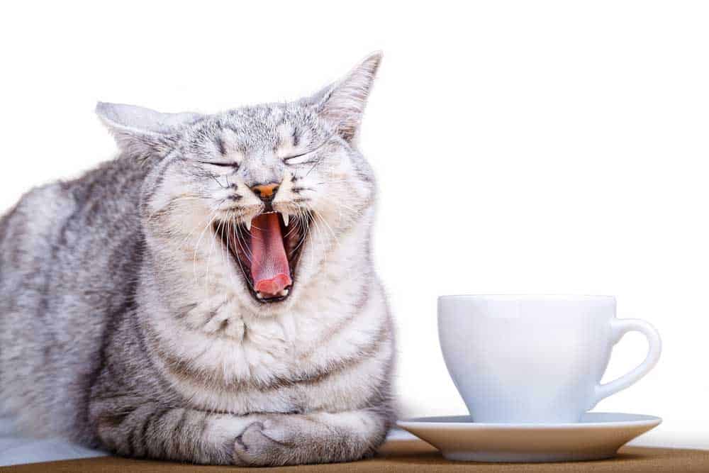 White tea cups and a cat