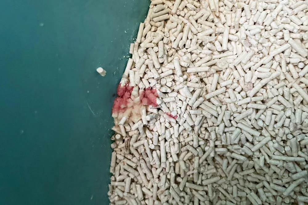 Cat pee with blood due to a UTI