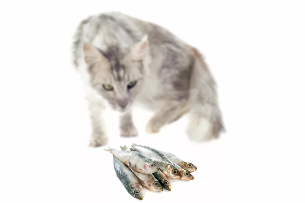 (Maine coon approaching fish