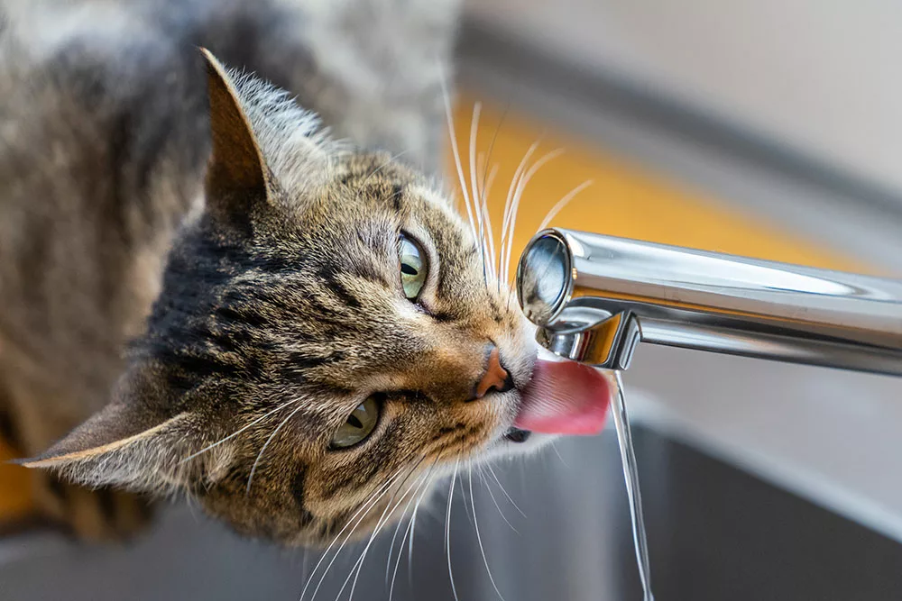 A cat is drinking faucet water.