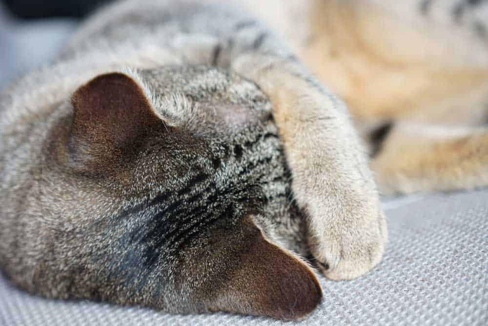 A cat sleeping with its paw on the face