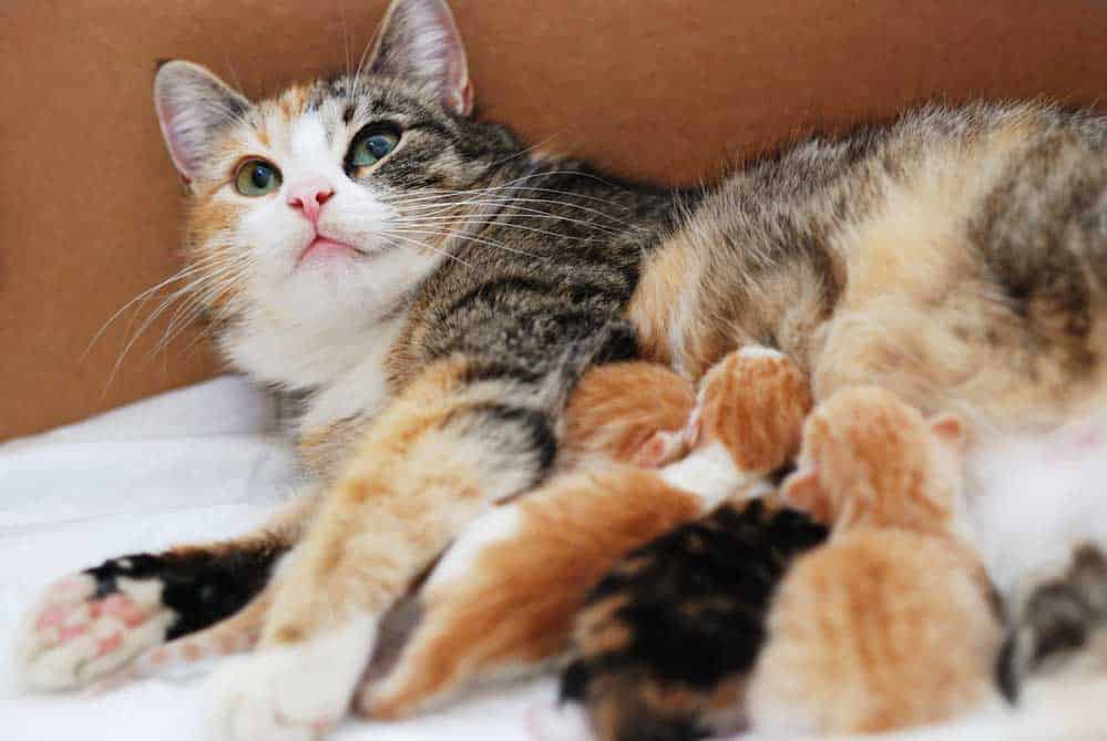 Natural Wormer for Cats : mother and baby kittens