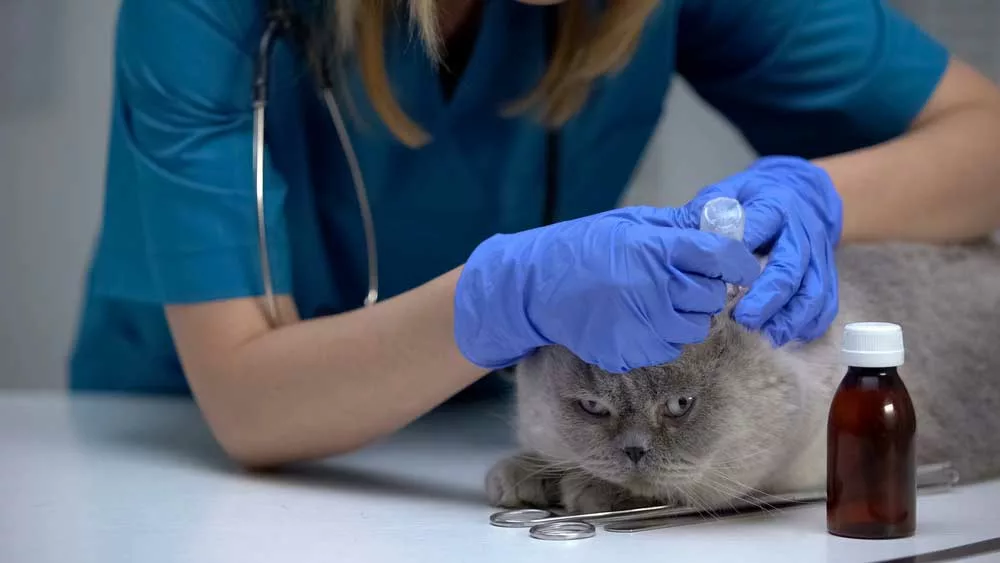 Veterinarian dropping medication in cats ears