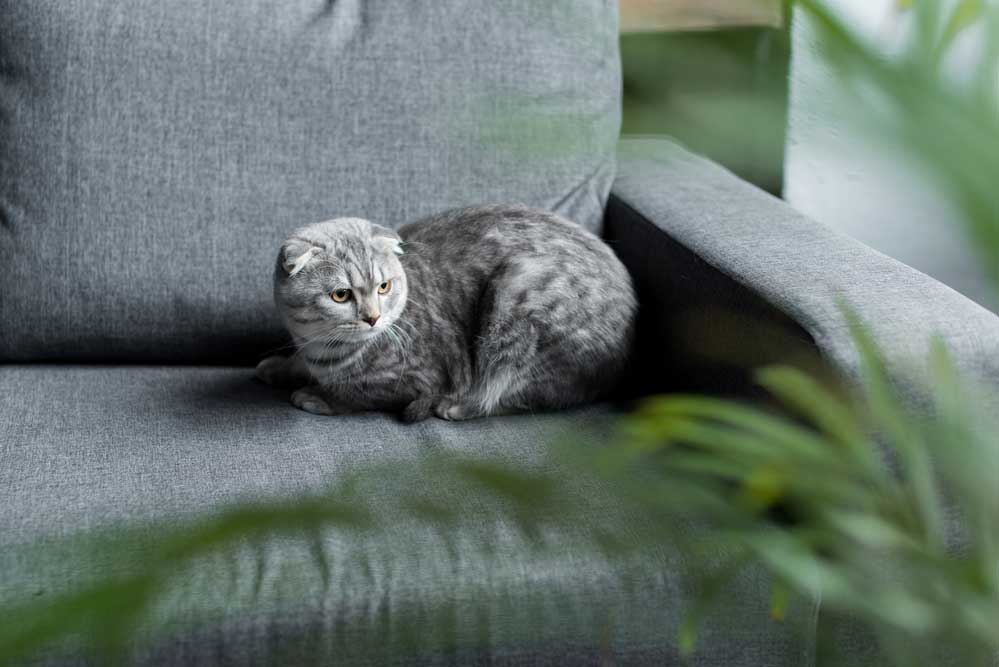 A cat sitting alone on the couch