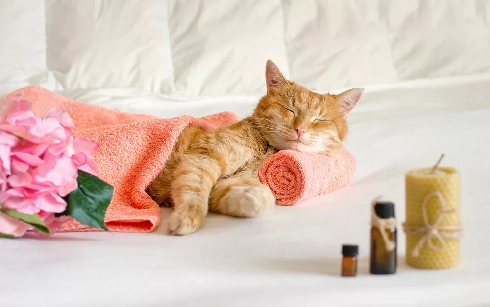 Cat Relaxing on a Towel