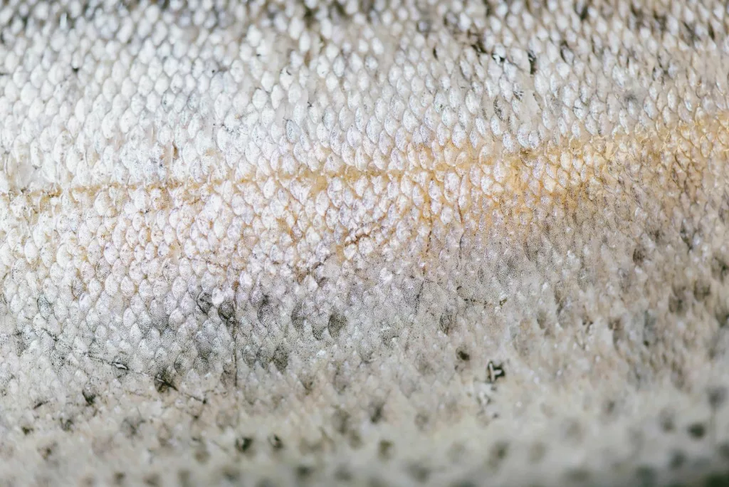 fish skin with scales
