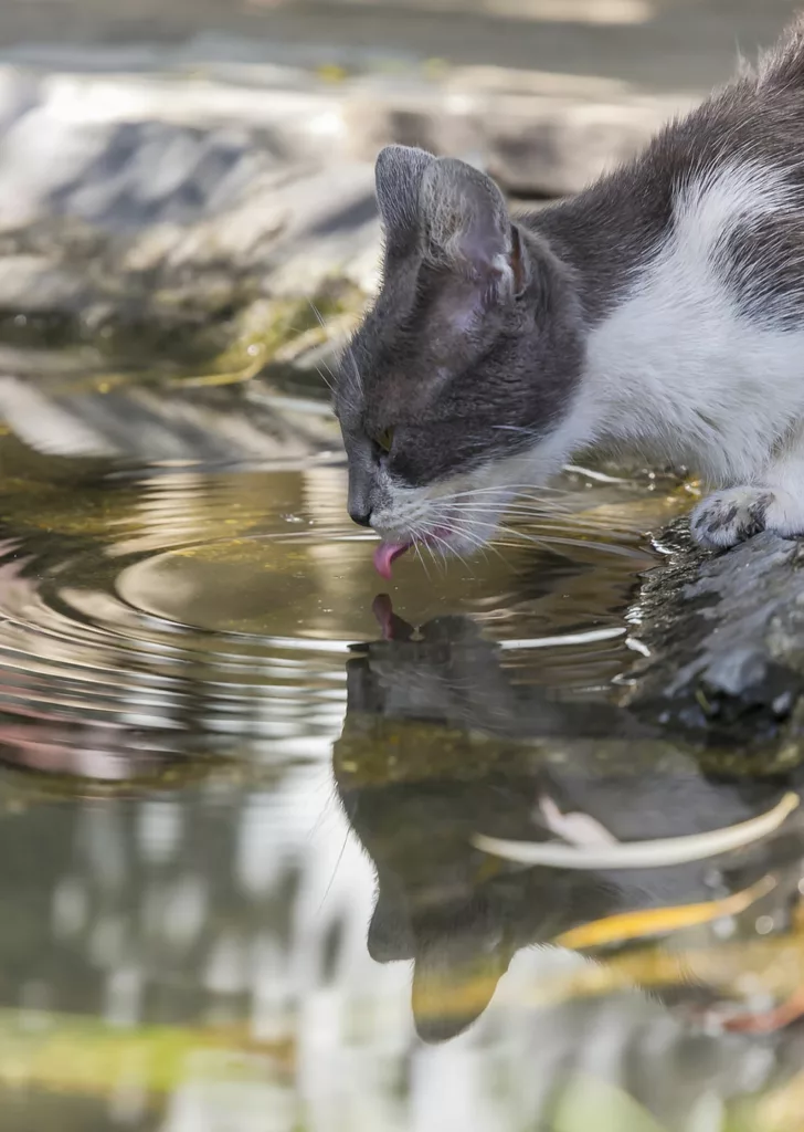 A cute cat is drinking water.