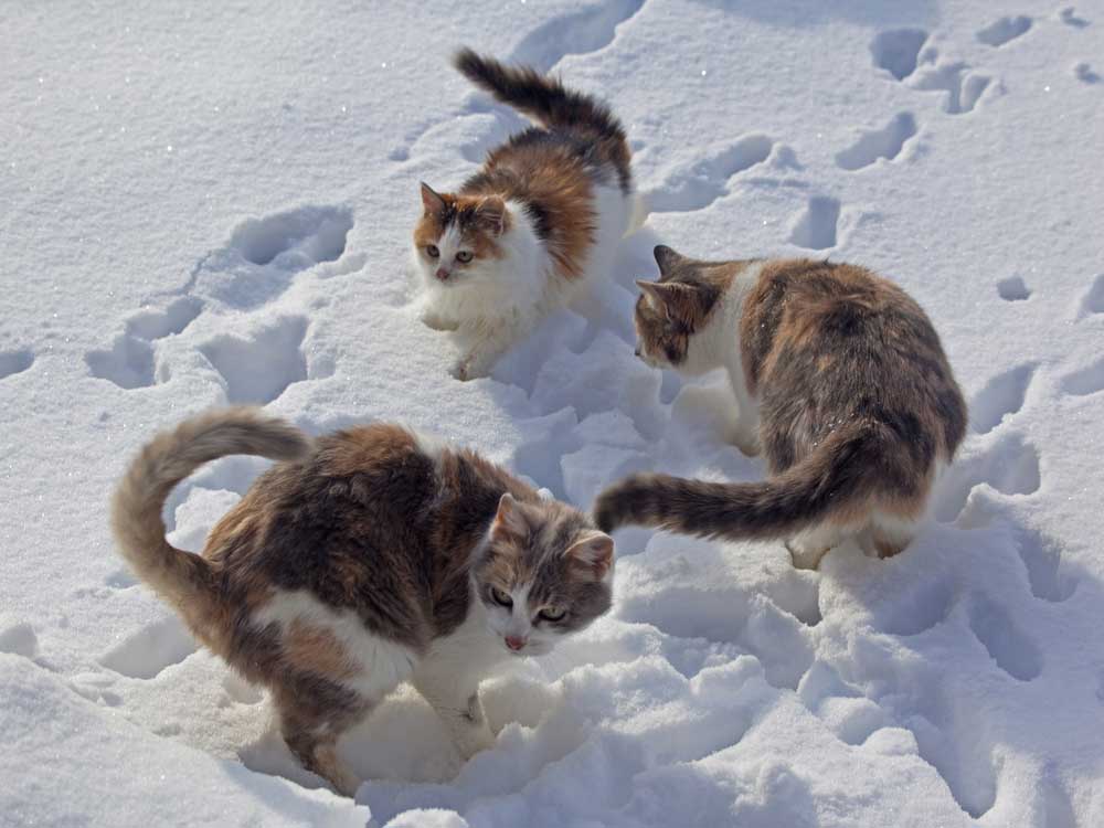 happy cats playing with their tails