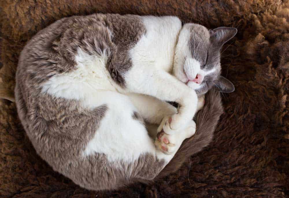 A cat sleeping curled up