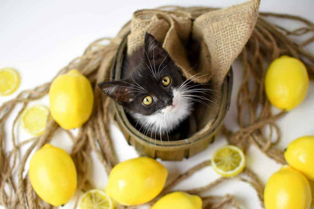 Pictures of cats and lemons