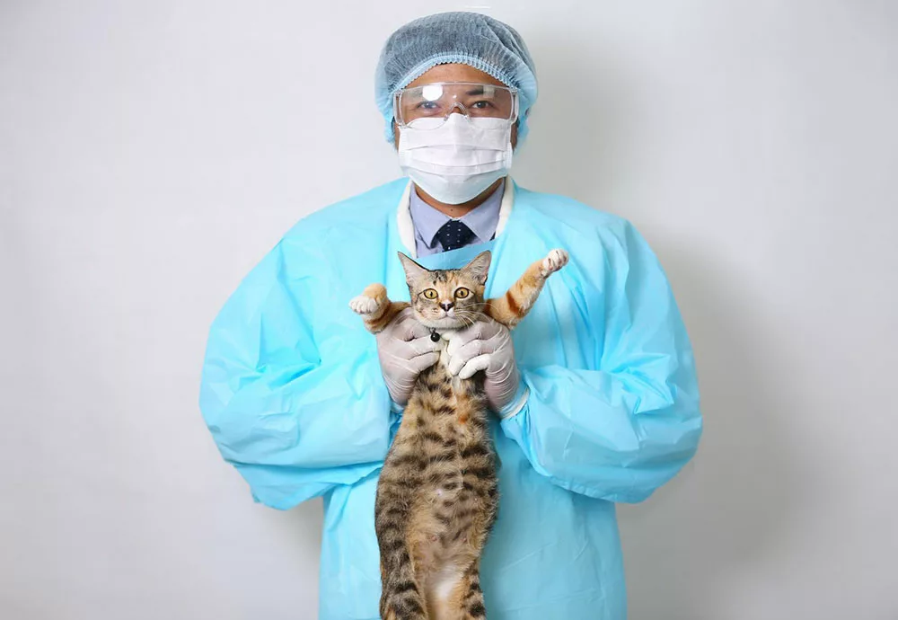 cat with a veterinarian for eye checkup