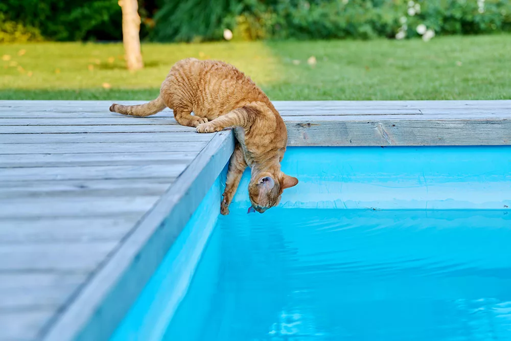 A domestic cat is drinking pool water.