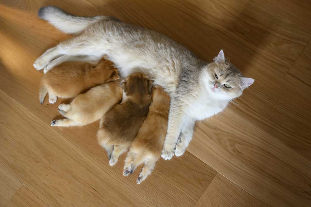 Kittens are feeding on mom’s milk.