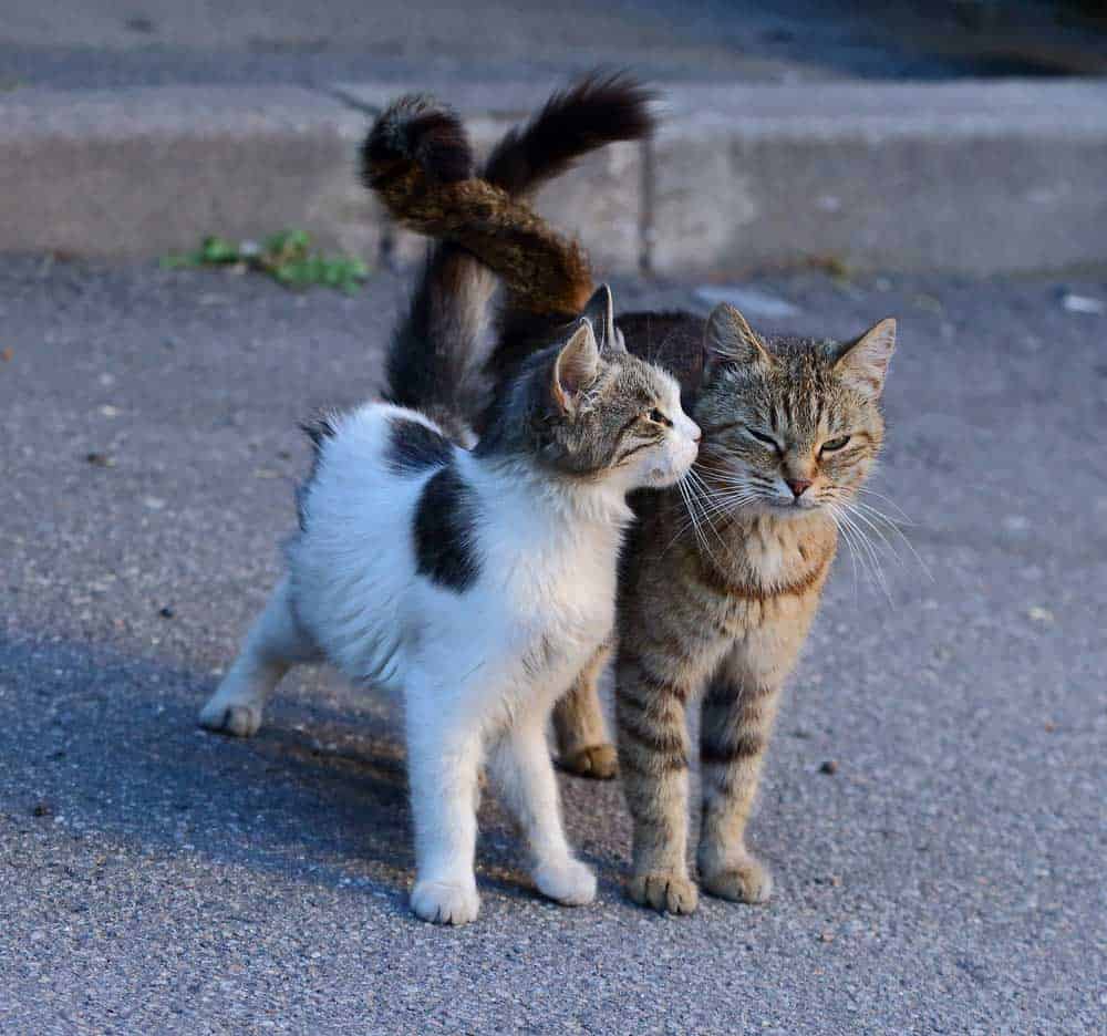 two cats with their tails crossed
