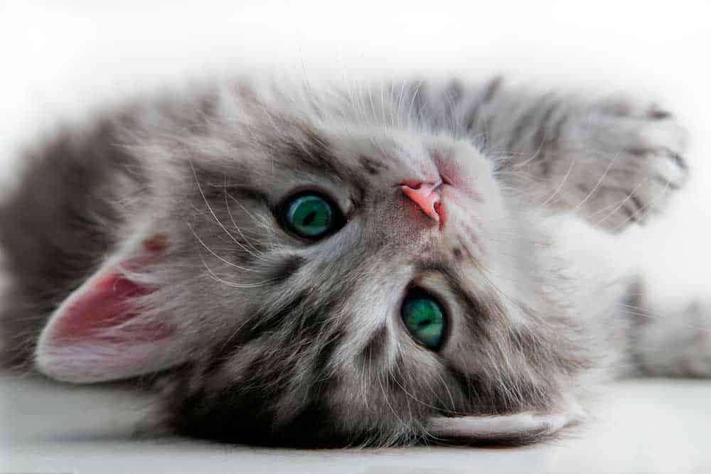 Close-up of happy kitten