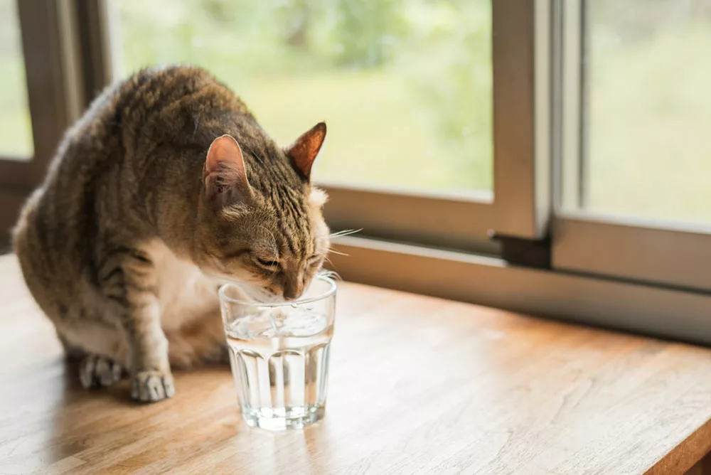 A cat is drinking water.