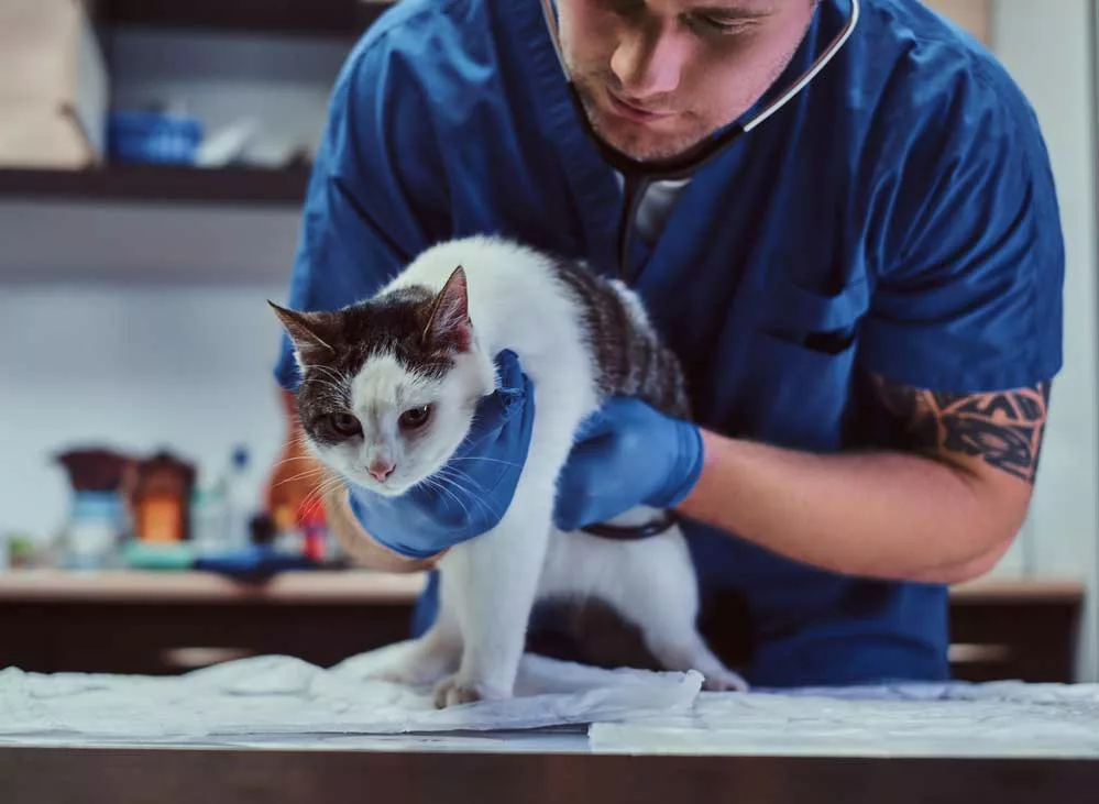 The vet is examining the cat