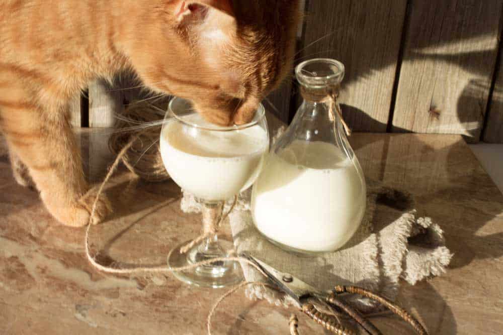 How to Serve Goat Milk In Your Cats Diet?