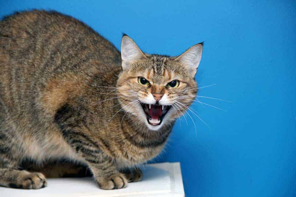 Image of cat exhibiting aggressive behavior