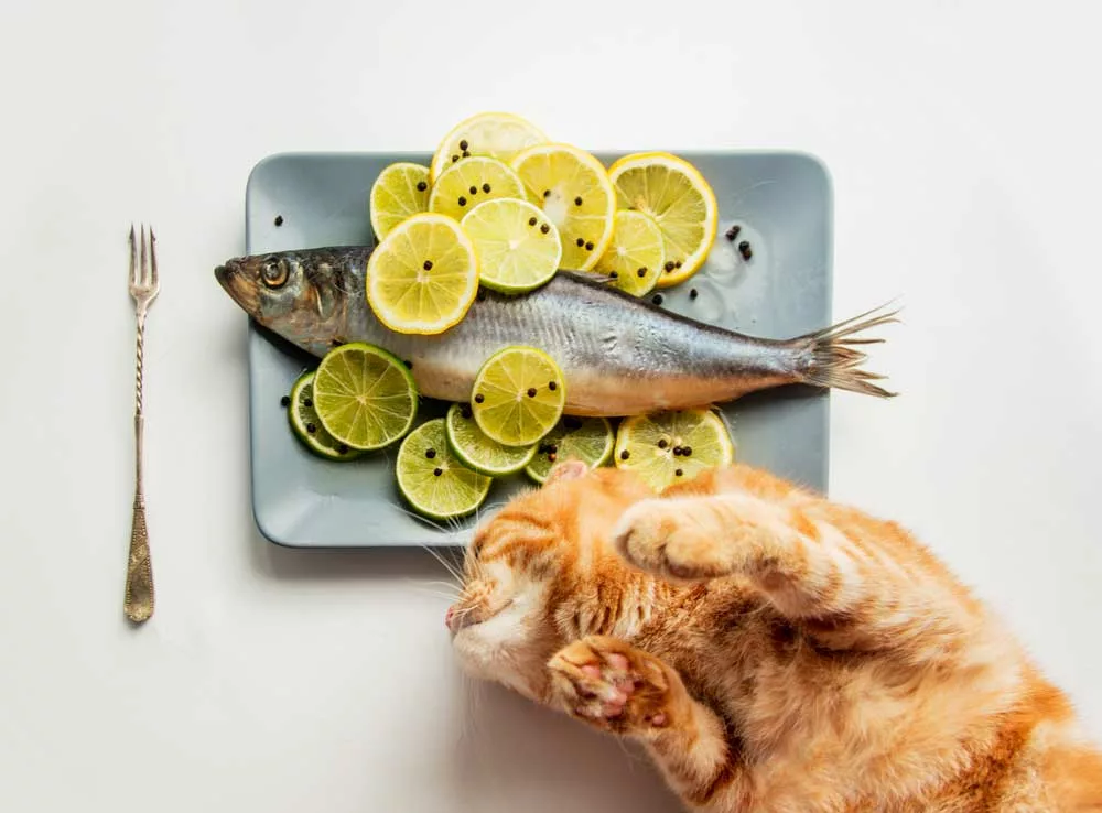 Cats are curious and will normally avoid lemon and lemon products