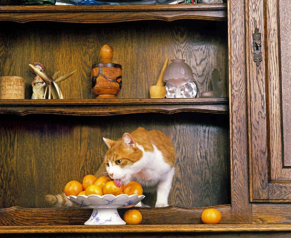cat and oranges