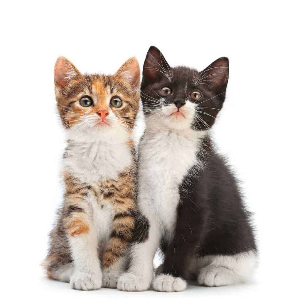 two kittens sitting