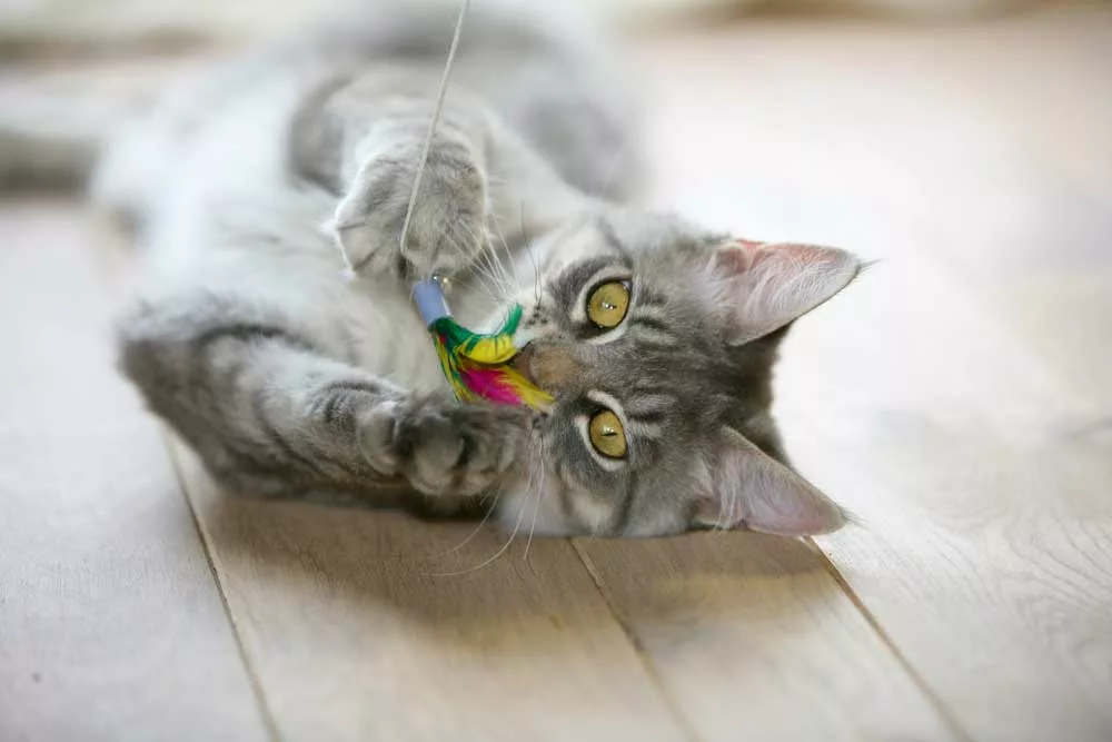 A cat playing with toys