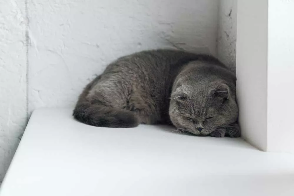 A cat resting alone