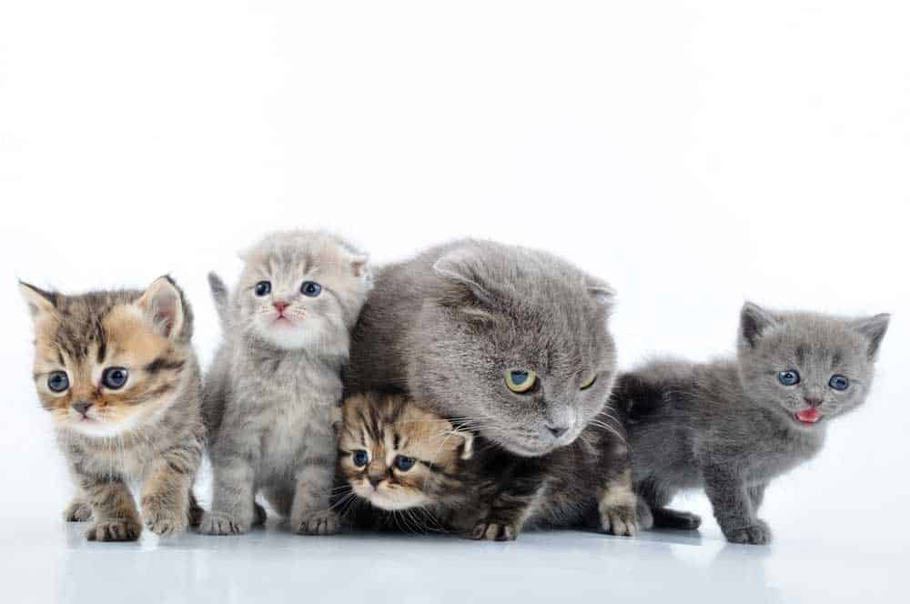 A bunch of cute cats