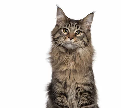 Maine Coon 7 Months Old