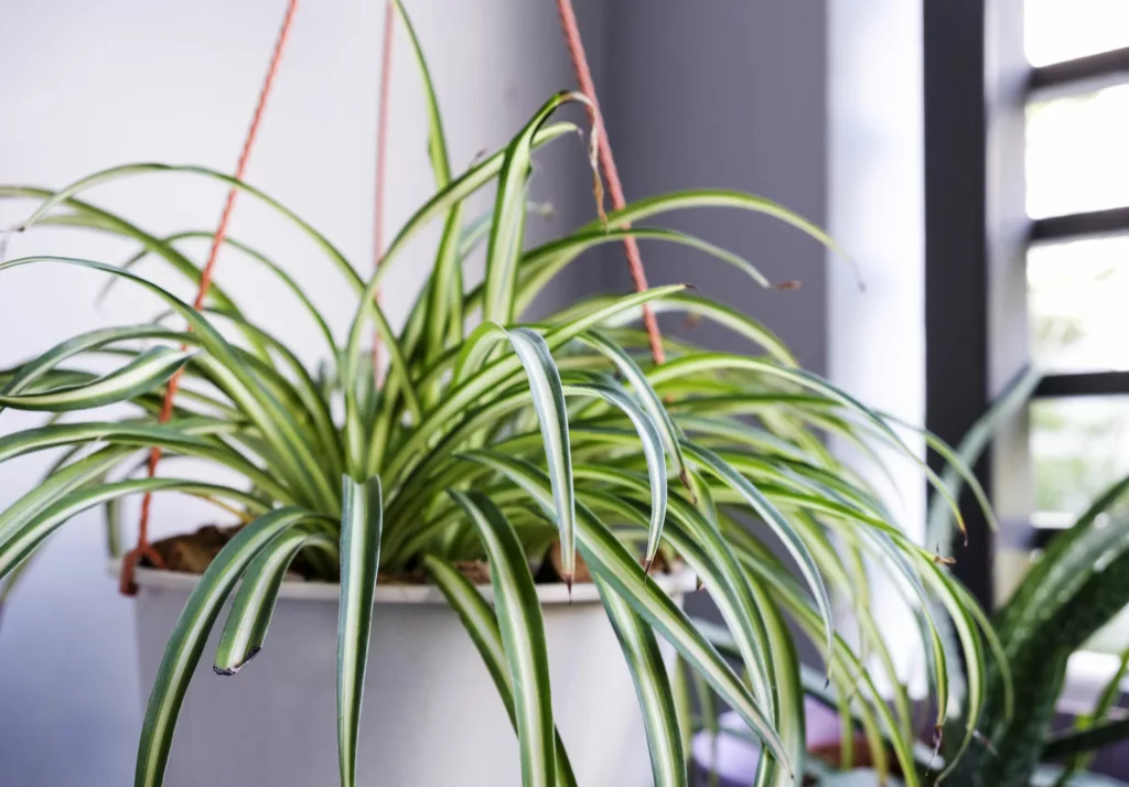 spider plant in hanging pot