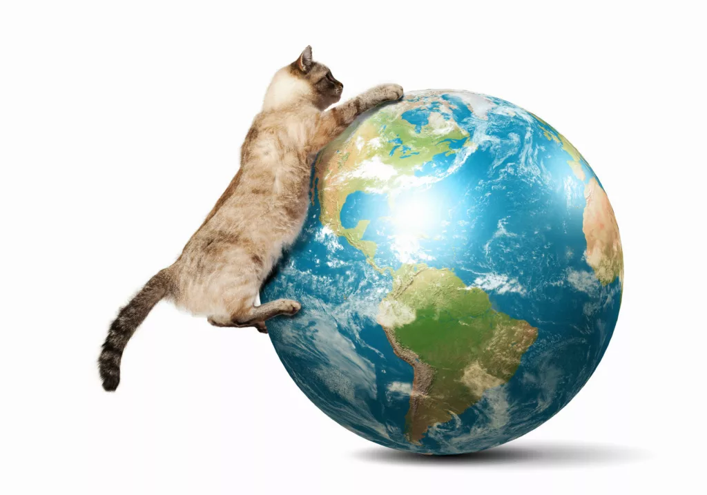 cat playing with a ball of the earth